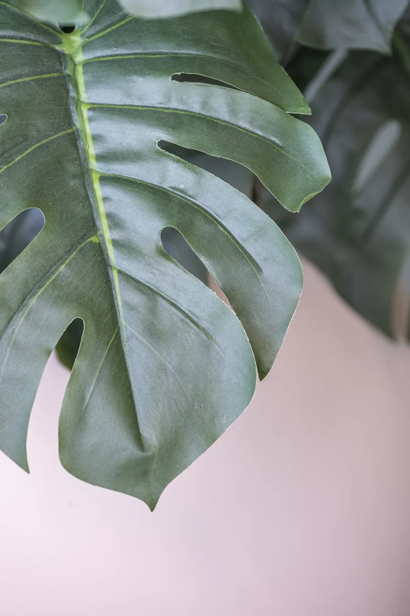 Monstera Pertusum künstlich, H: 140cm