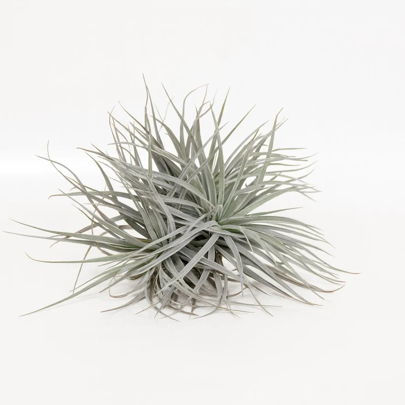Tillandsia Super Silver XL - 15cm