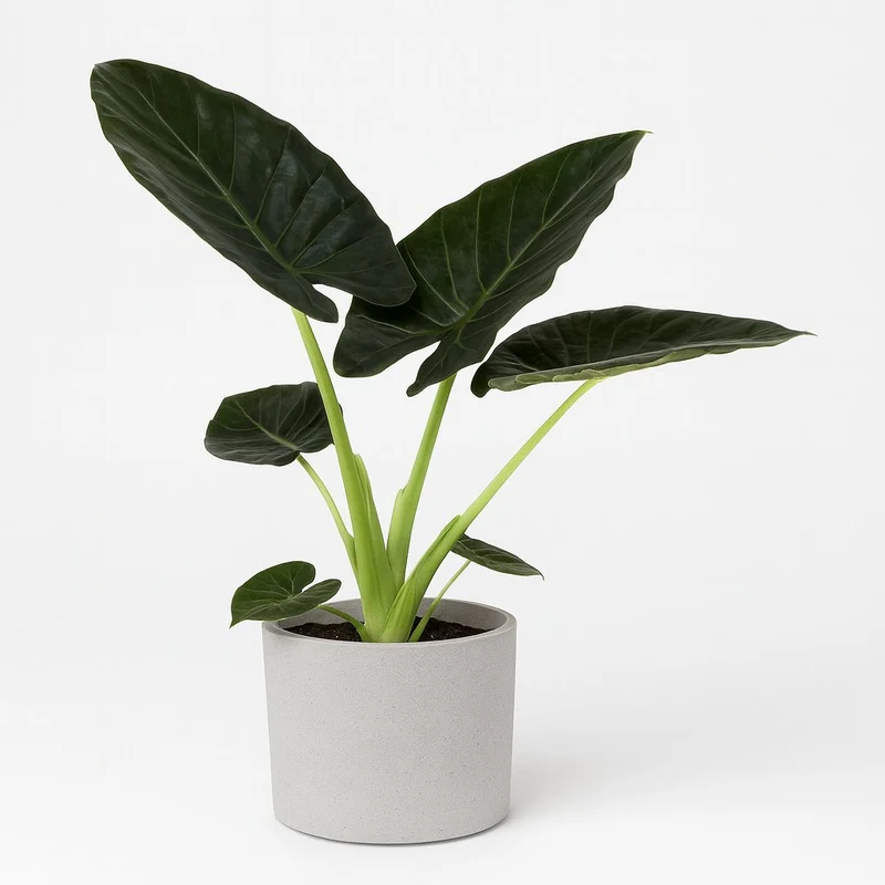 Alocasia Regal Shield