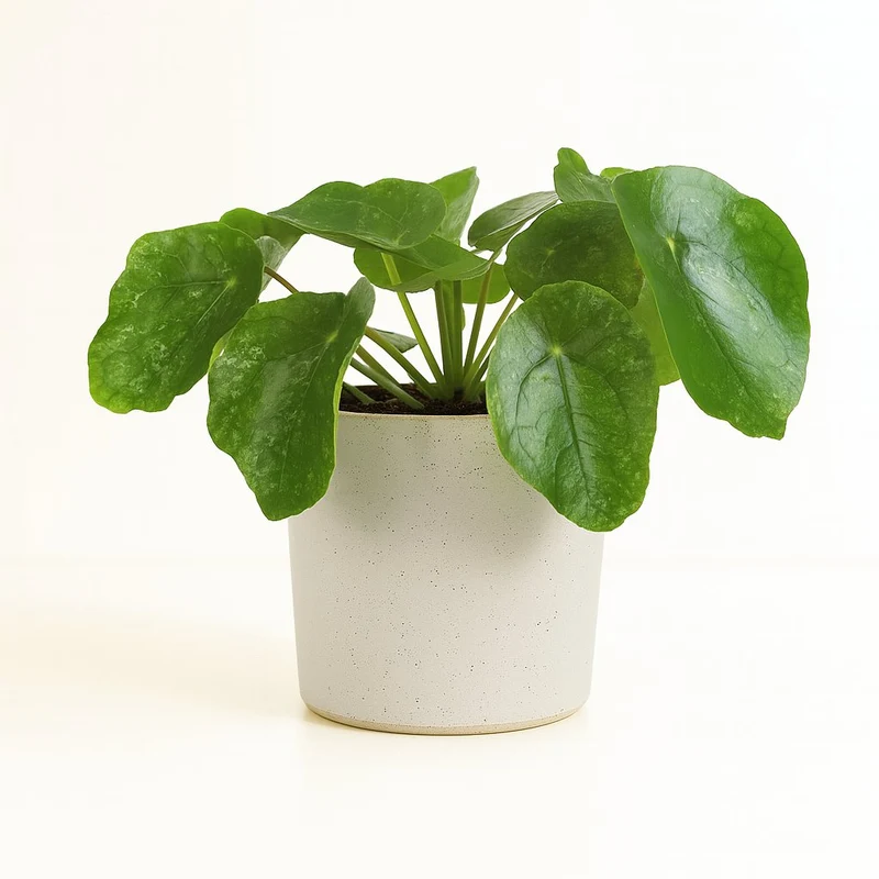 Pilea Sugar