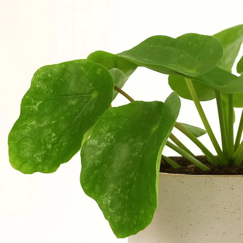 Pilea Sugar