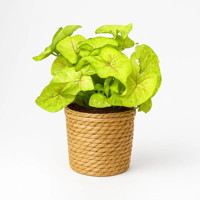 Syngonium Golden Feel Green - 30cm
