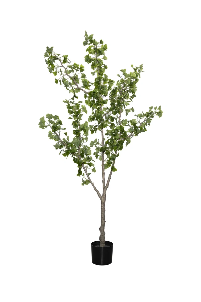 Ginkgo Biloba künstlich, H: 180cm