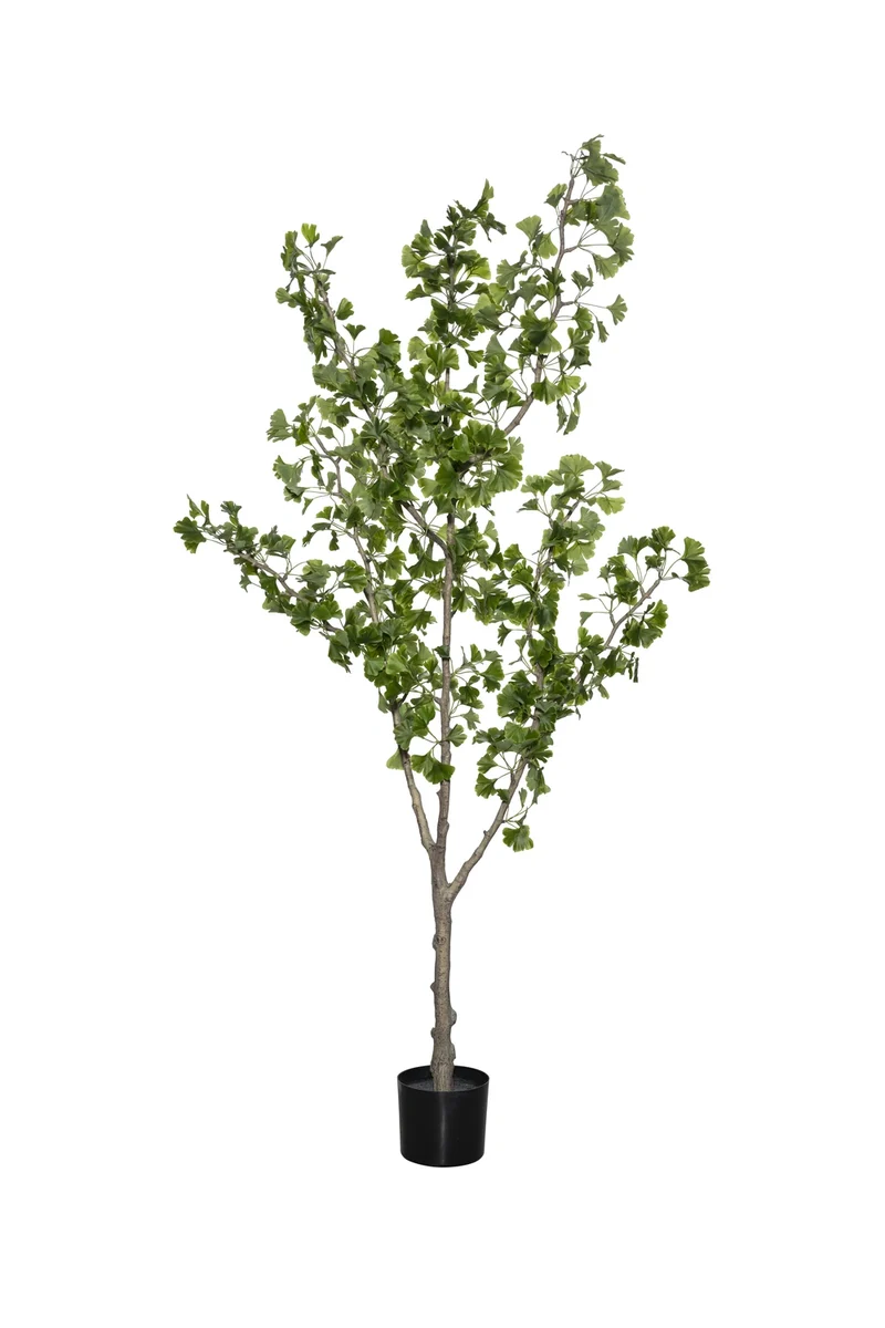 Ginkgo Biloba künstlich, H: 180cm