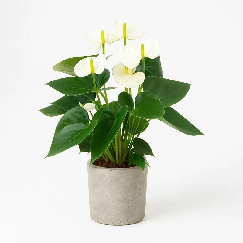 Anthurium White