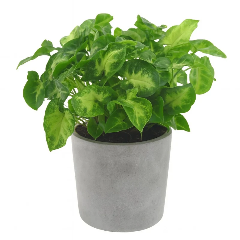 Syngonium Pixie - 20cm