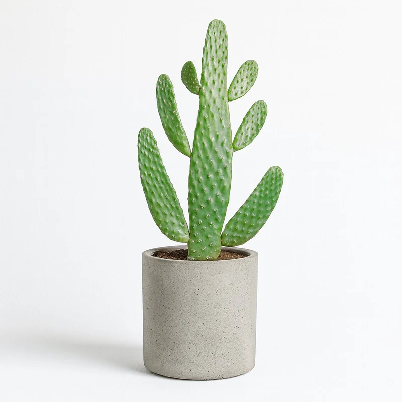 Opuntia Consolea