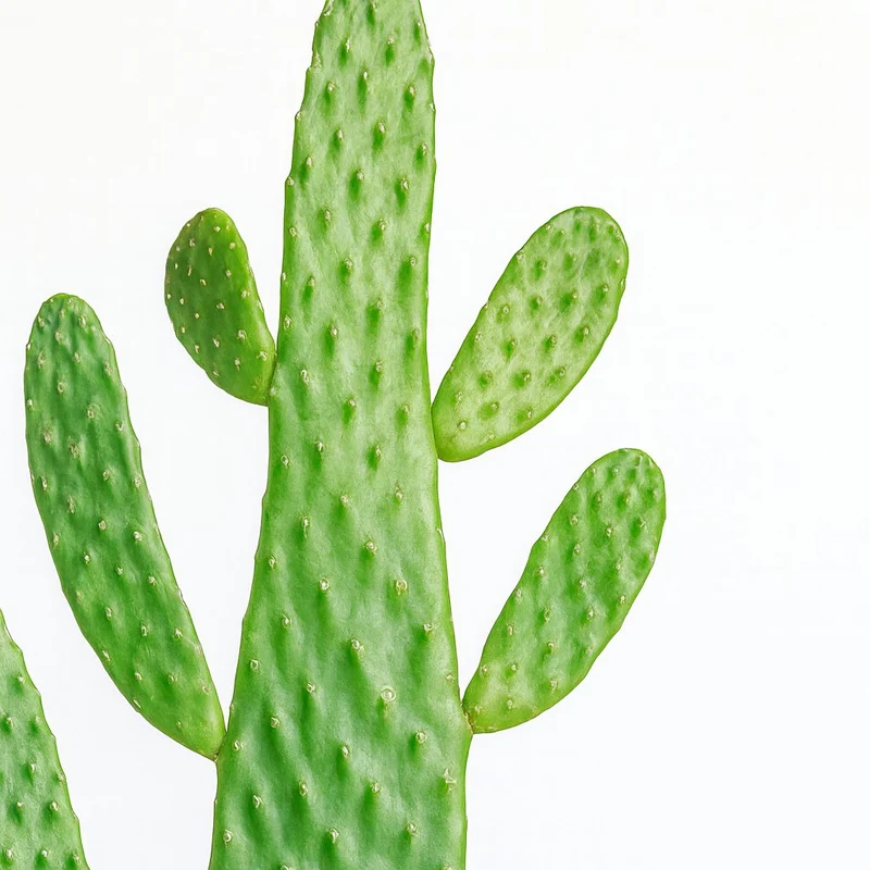 Opuntia Consolea