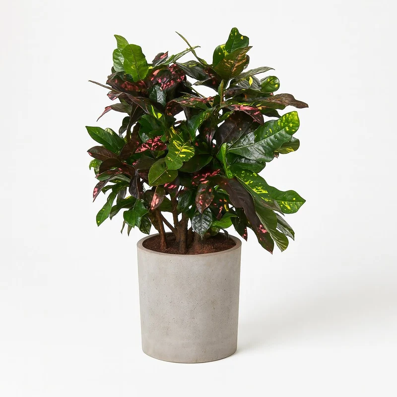 Codiaeum Magnificent (Croton Magnificent)