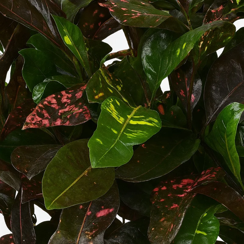 Codiaeum Magnificent (Croton Magnificent)