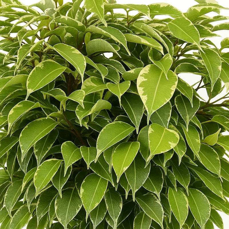 Ficus Benjamina Kinky