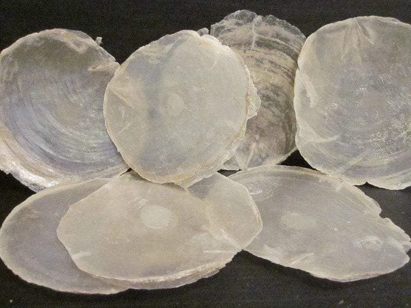 Capiz Muscheln Scheiben 10cm – 15 Stück Deko Bastelmaterial