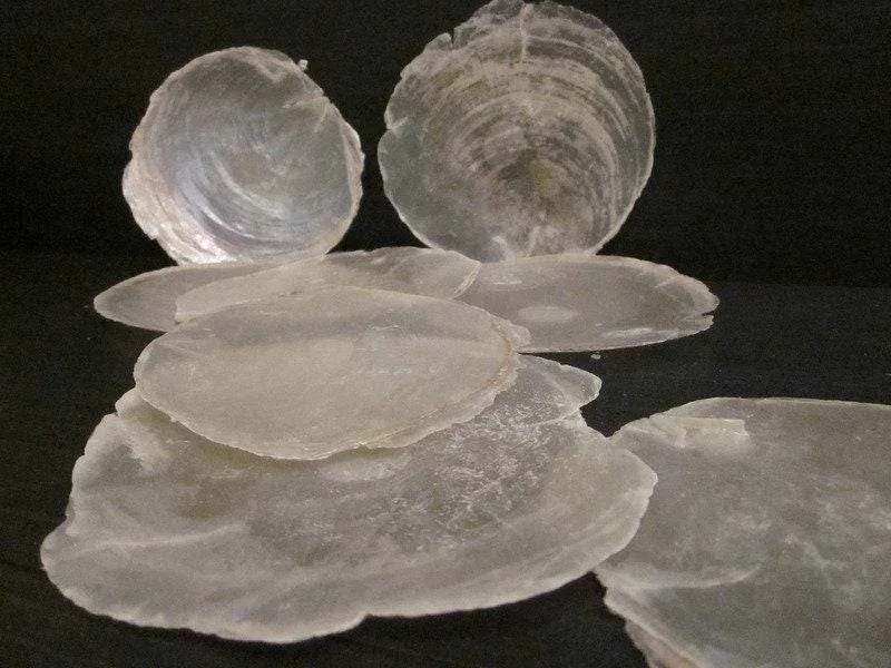 Capiz Muscheln Scheiben 10cm – 15 Stück Deko Bastelmaterial