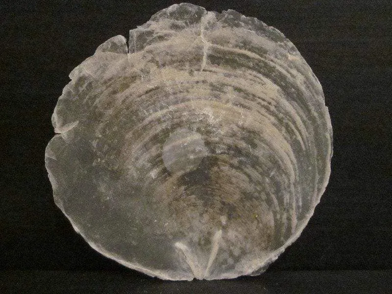 Capiz Muscheln Scheiben 10cm – 15 Stück Deko Bastelmaterial