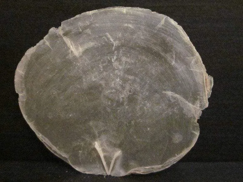Capiz Muscheln Scheiben 10cm – 15 Stück Deko Bastelmaterial