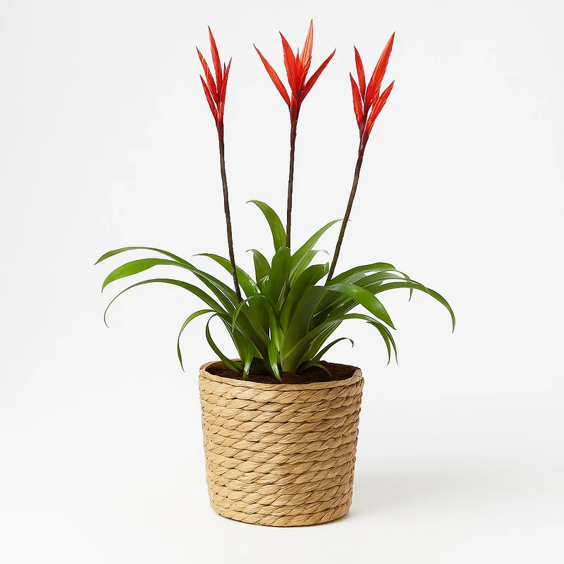 Vriesea - 55cm