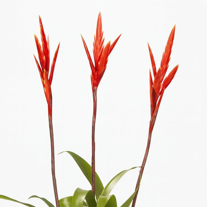 Vriesea - 55cm