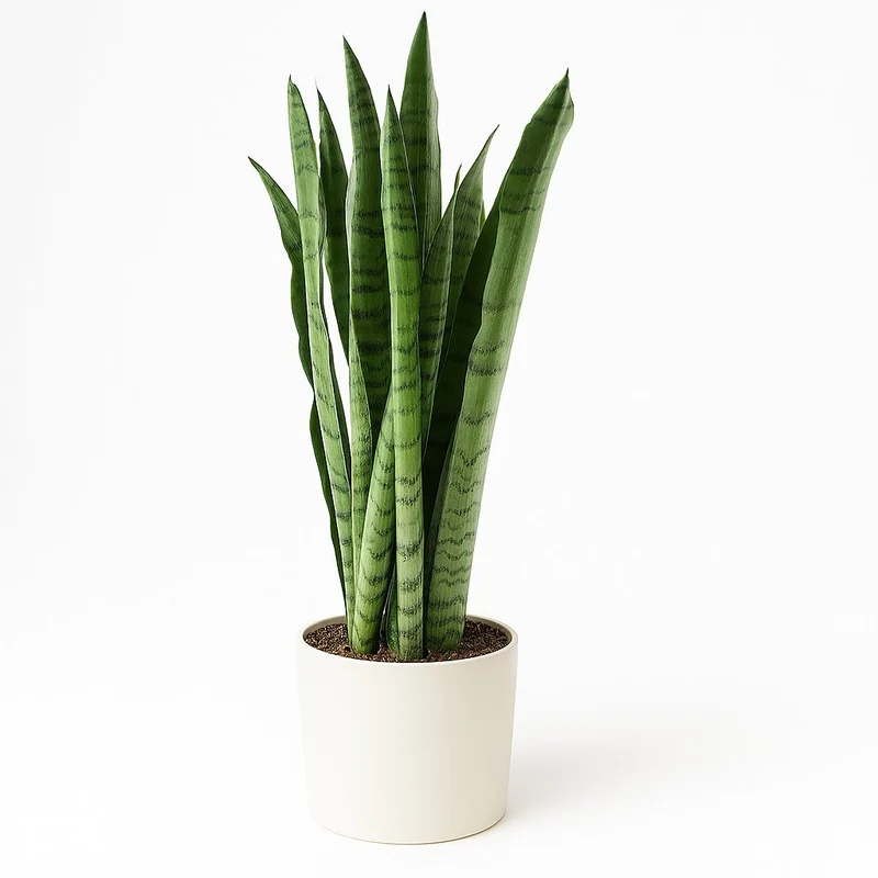 Sansevieria Spearmint