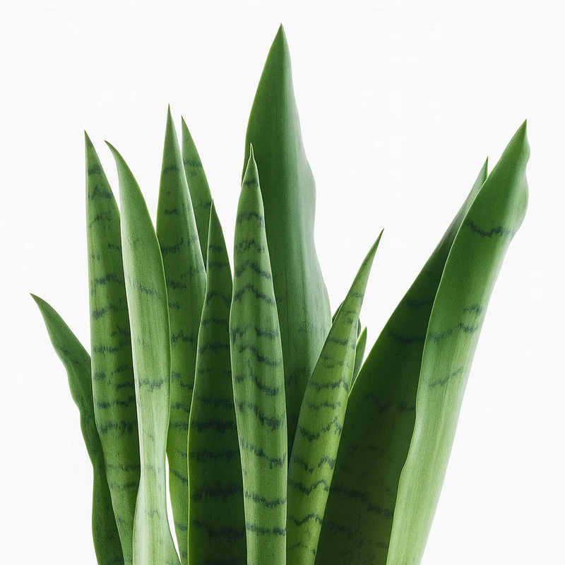 Sansevieria Spearmint