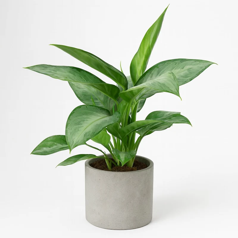 Aglaonema Silverado