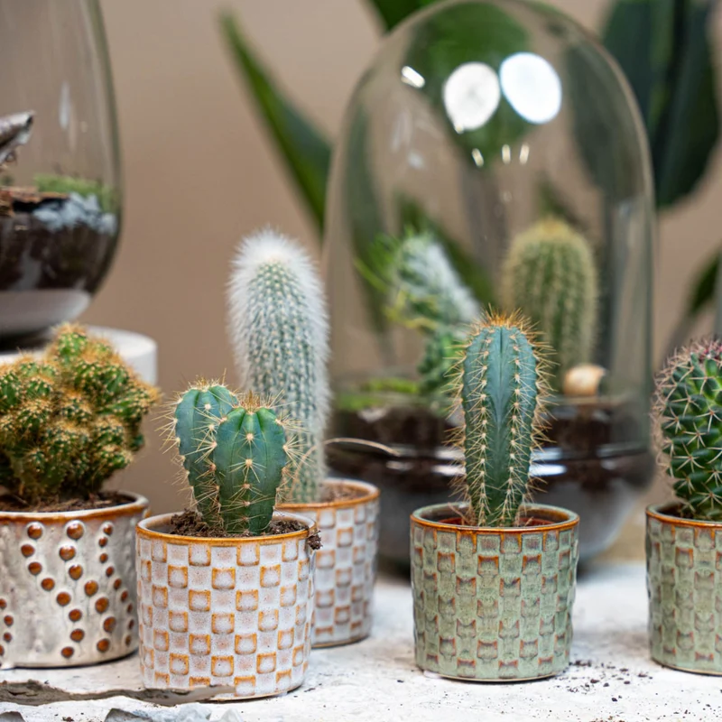Cacti Set of 6 in Ceramic Mini Pot Madrid - ↑ 8–12 cm