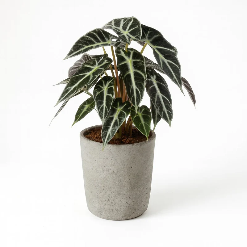 Alocasia Bambino Arrow