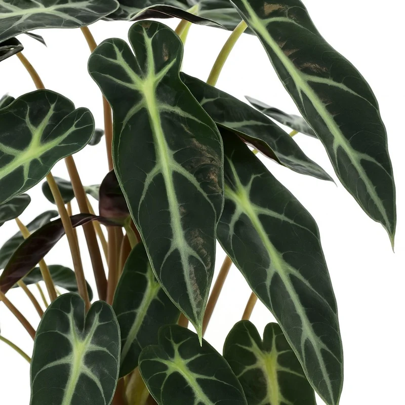 Alocasia Bambino Arrow