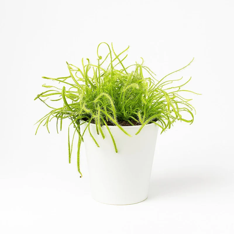 Drosera Capensis