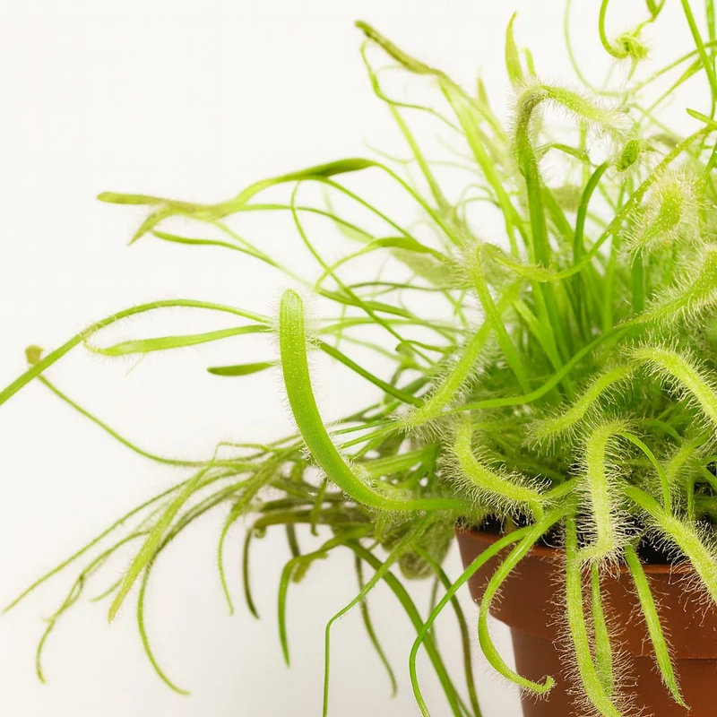 Drosera Capensis