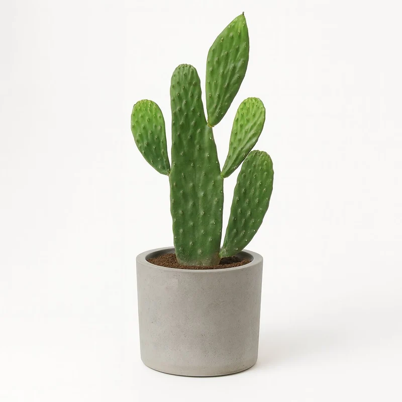 Opuntia Rubescens Consolea