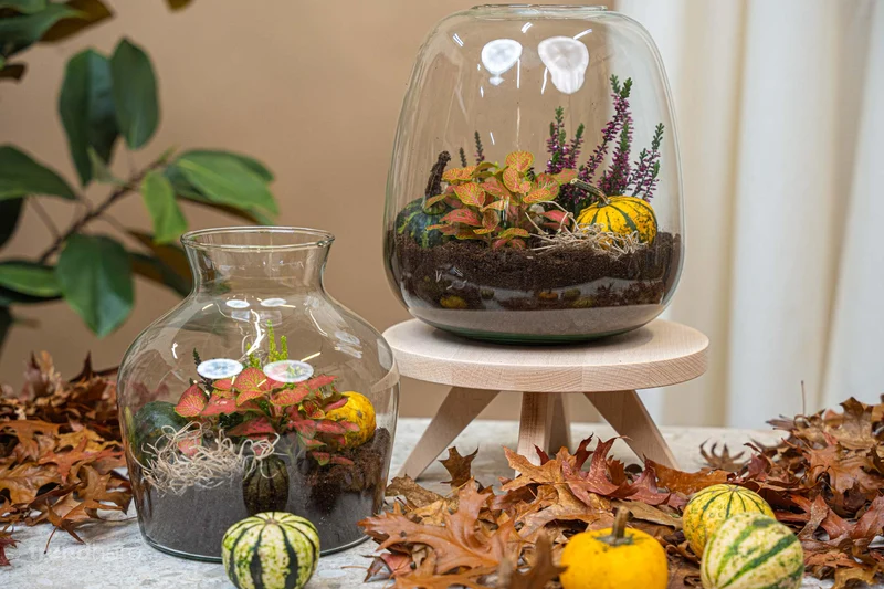 Little Joe Autumn (Halloween) - Glass bottle with Autumn plants and mini pumpkins - Autumn Bottle garden DIY kit - Ø 20 cm ↑ 22 cm