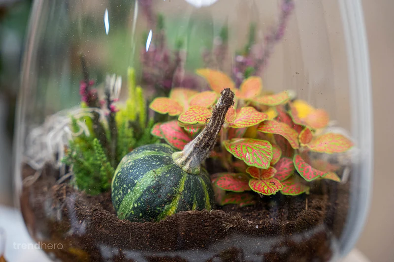 Little Joe Autumn (Halloween) - Glass bottle with Autumn plants and mini pumpkins - Autumn Bottle garden DIY kit - Ø 20 cm ↑ 22 cm