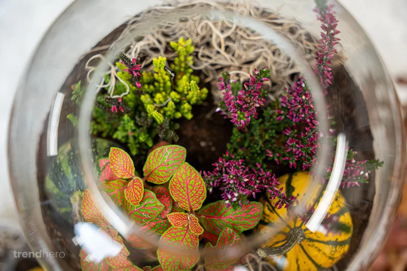 Emma Autumn (Halloween) - Glass bottle with Autumn plants and mini pumpkins - Autumn Bottle garden DIY kit - Ø 23 cm ↑ 25 cm
