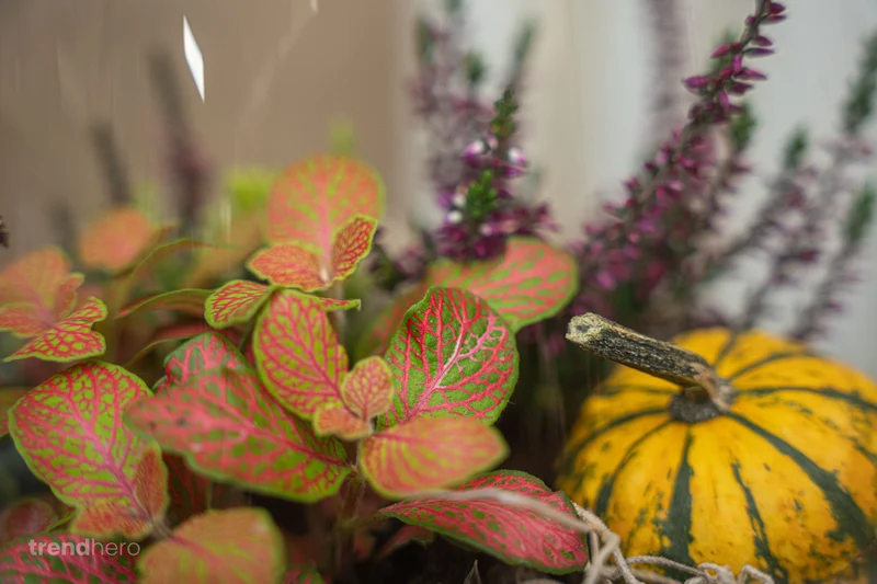 Emma Autumn (Halloween) - Glass bottle with Autumn plants and mini pumpkins - Autumn Bottle garden DIY kit - Ø 23 cm ↑ 25 cm