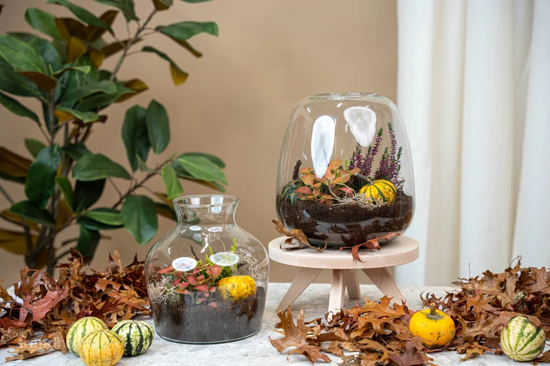 Emma Autumn (Halloween) - Glass bottle with Autumn plants and mini pumpkins - Autumn Bottle garden DIY kit - Ø 23 cm ↑ 25 cm