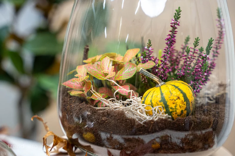 Emma Autumn (Halloween) - Glass bottle with Autumn plants and mini pumpkins - Autumn Bottle garden DIY kit - Ø 23 cm ↑ 25 cm