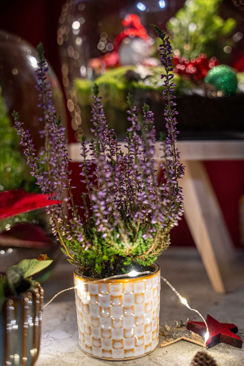 Calluna vulgaris - Callu Nova - Mini