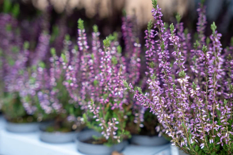 Calluna vulgaris - Callu Nova - Mini