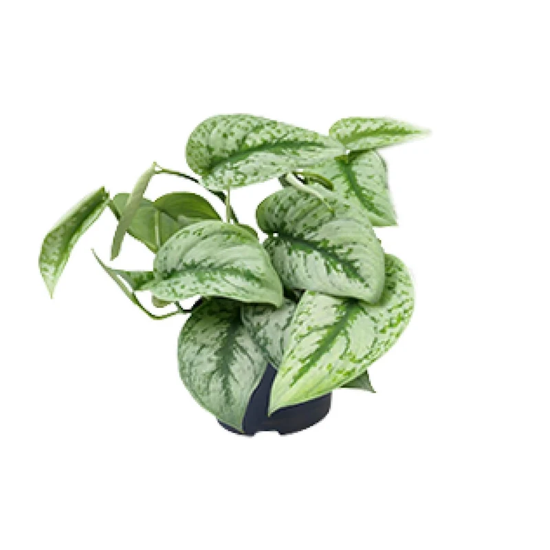 Scindapsus Pictus Trebie (Silvery Ann Pothos) ↑ 15 cm
