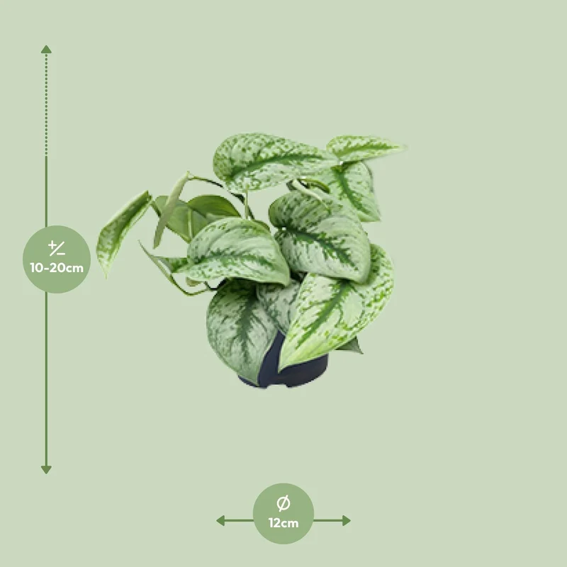 Scindapsus Pictus Trebie (Silvery Ann Pothos) ↑ 15 cm