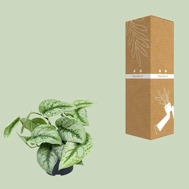 Scindapsus Pictus Trebie (Silvery Ann Pothos) ↑ 15 cm