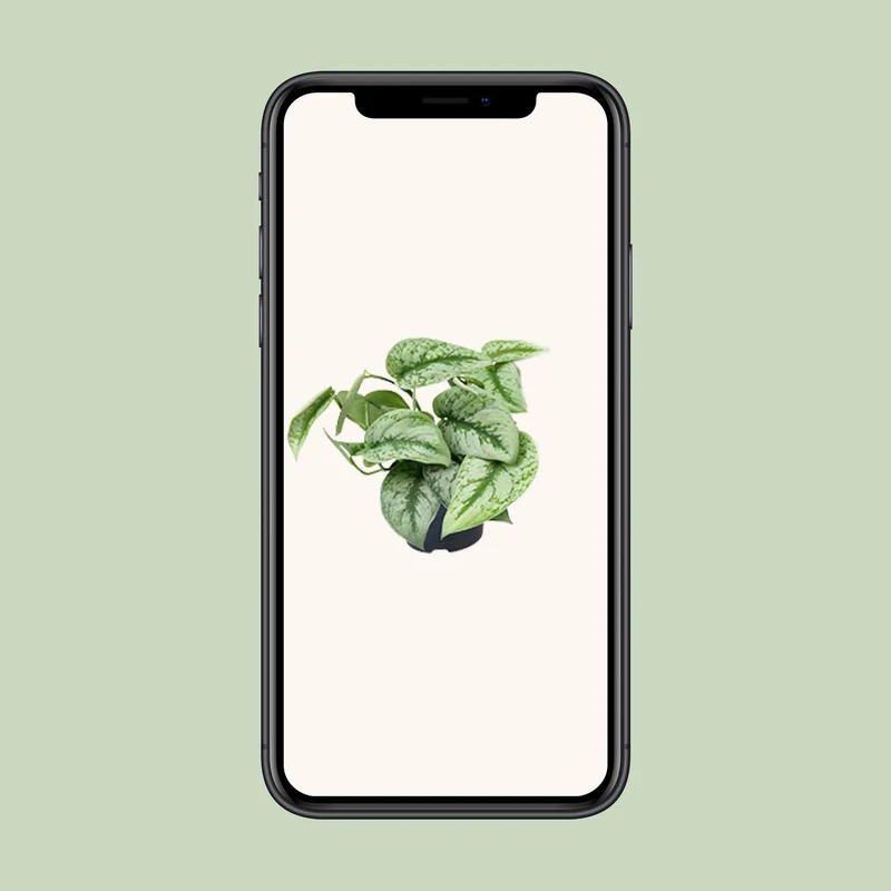 Scindapsus Pictus Trebie (Silvery Ann Pothos) ↑ 15 cm