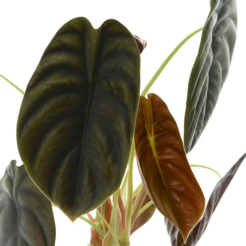 Alocasia Red Secret