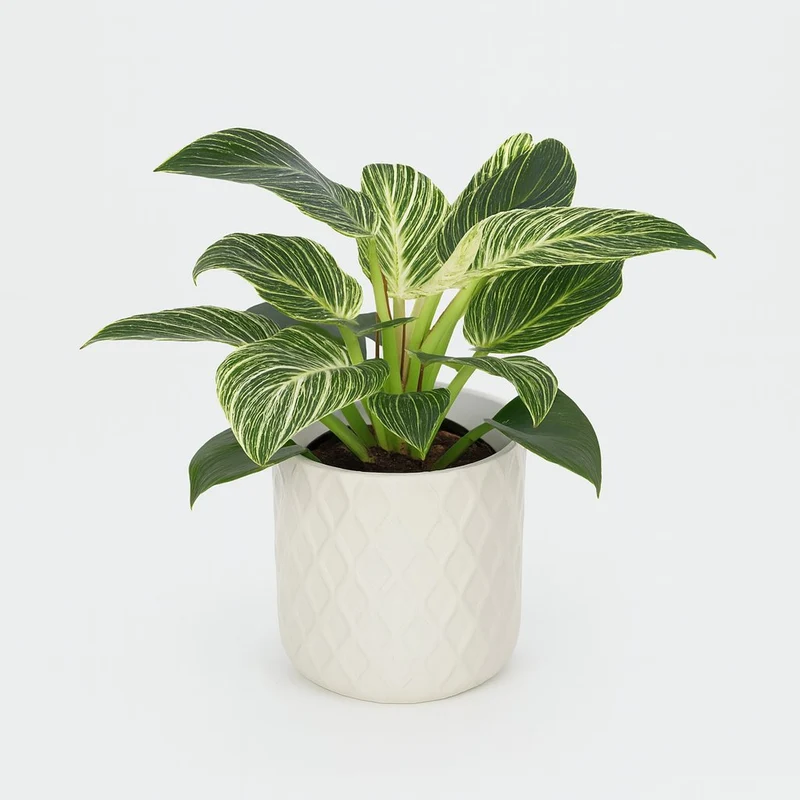 Philodendron Birkin