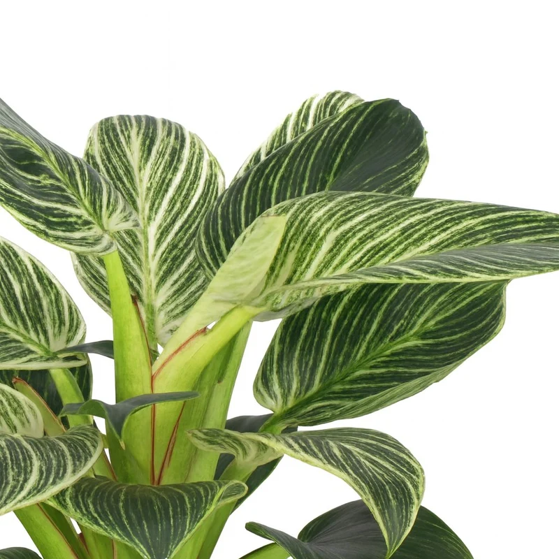 Philodendron Birkin