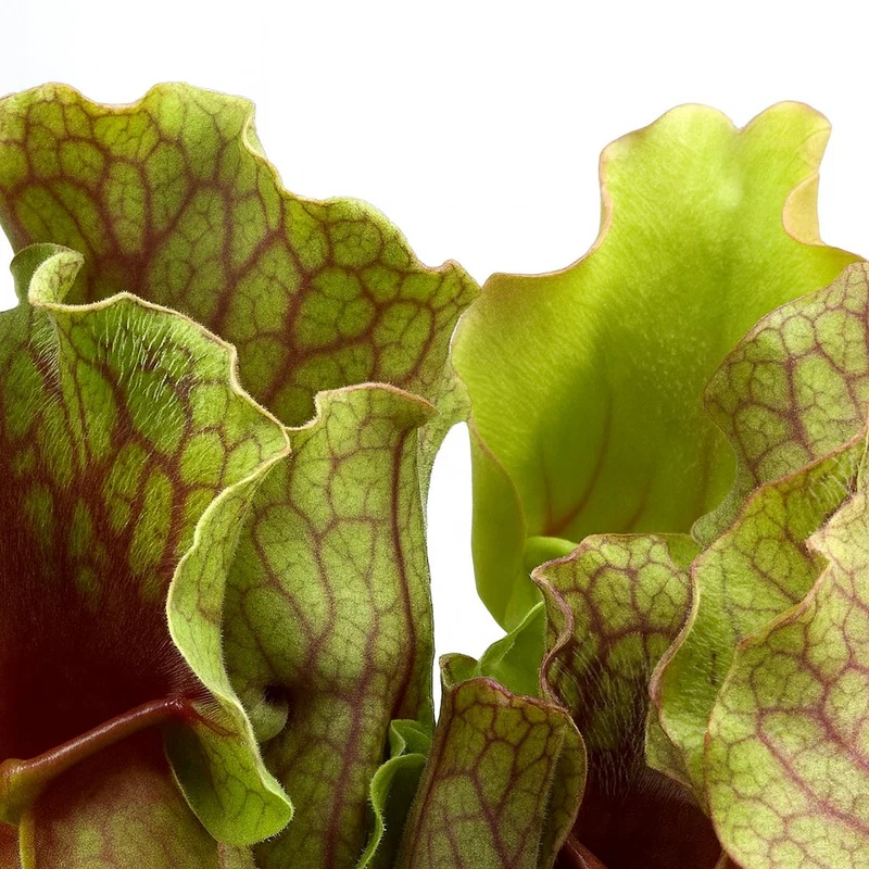 Sarracenia