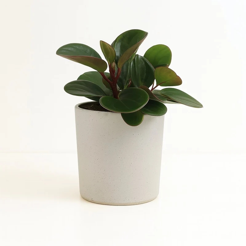 Peperomia Obtipan