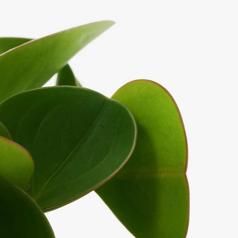 Peperomia Obtipan