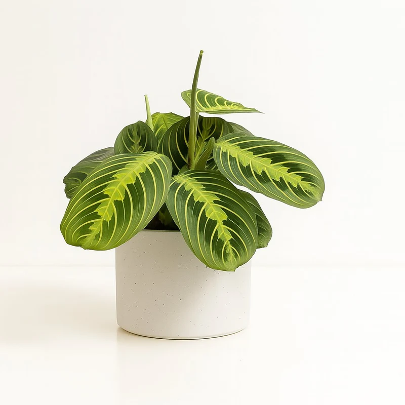 Maranta Lemon Lime