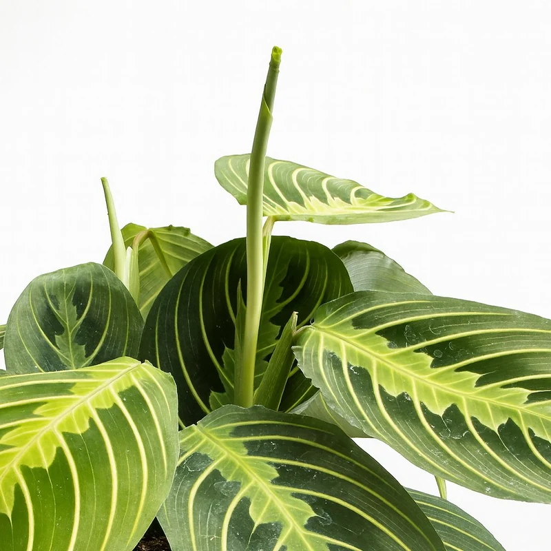 Maranta Lemon Lime